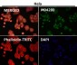 Anti-DUT Rabbit Monoclonal Antibody